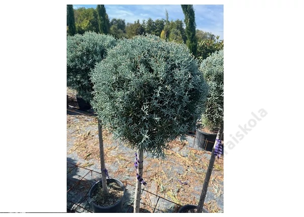 Cupressus arizonica Fastigiata / Arizóna ciprus