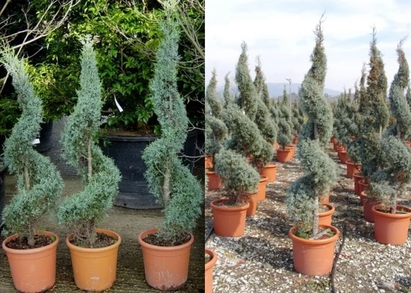 Cupressus arizonica Fastigiata / Arizóna ciprus