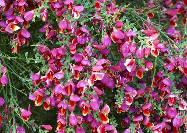 Cytisus scoparius crimson king / Bíborvörös zanót