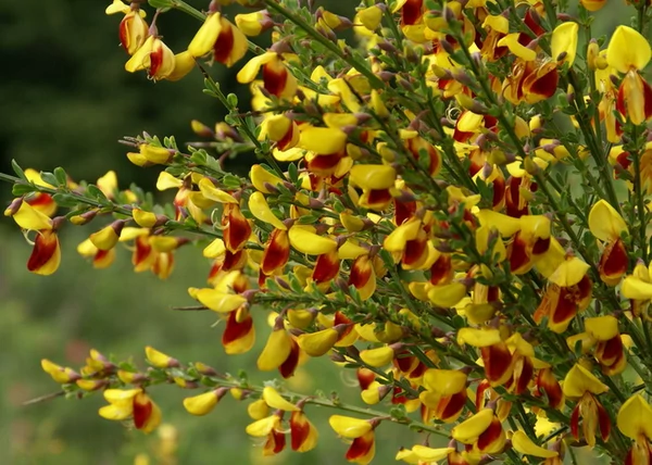 Cytisus scoparius palette / Zanót Sárga-piros