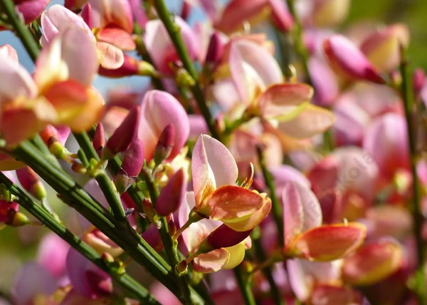 Cytisus scoparius zeelandia / Zanót Lilás-rózsaszín