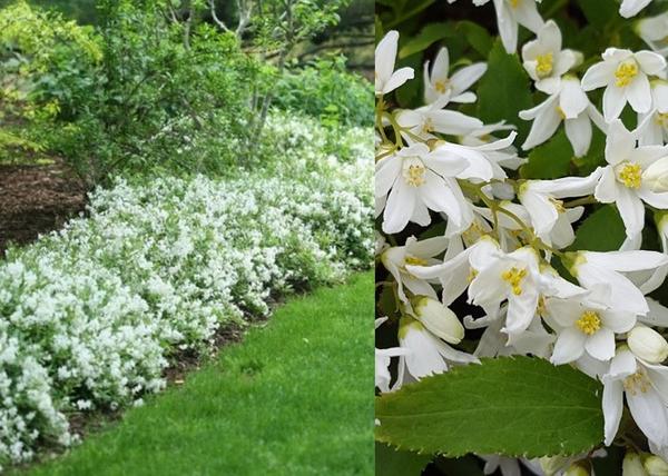Deutzia gracilis Nikko / Törpe gyöngyvirágcserje