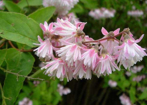 Deutzia scabra codsall pink / Gyöngyvirágcserje rózsaszín