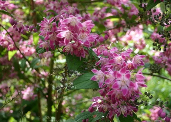 Deutzia x hybrida Magicien / Rózsaszín gyöngyvirágcserje