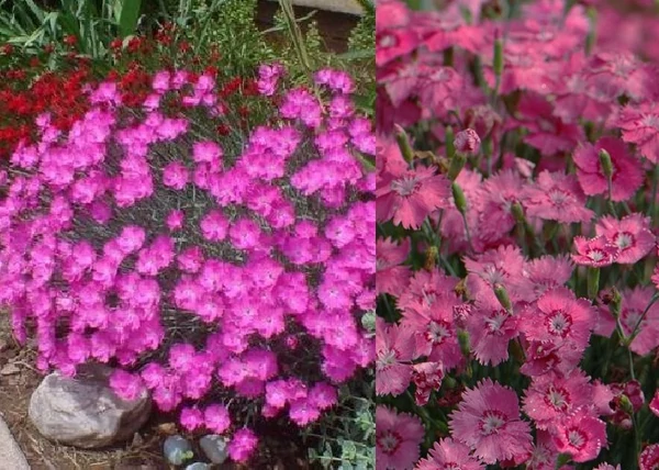 Dianthus gratianopolitanus Grandiflorus / Pünkösdi szegfű