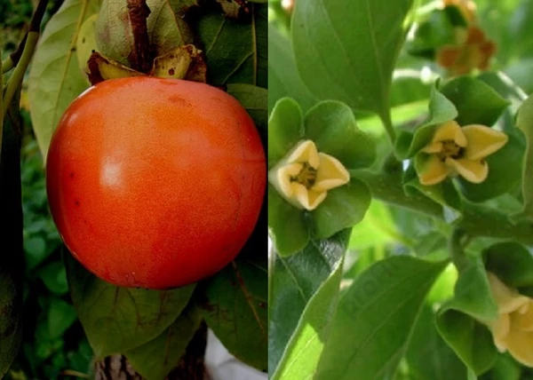 Diospyros Kaki Mela / Datolyaszilva Mela
