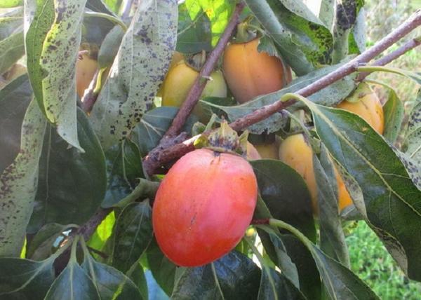 Diospyros Kaki Ragno / Datolyaszilva Ragno