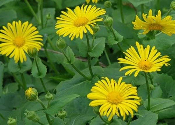 Doronicum orientale Little Leo / Kakukázusi zergevirág