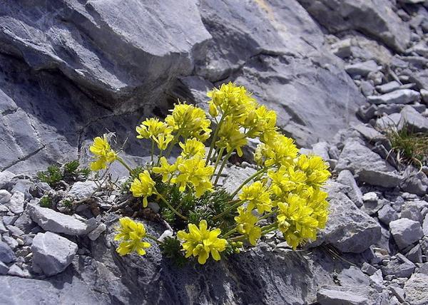 Draba aizoides / Havasi daravirág