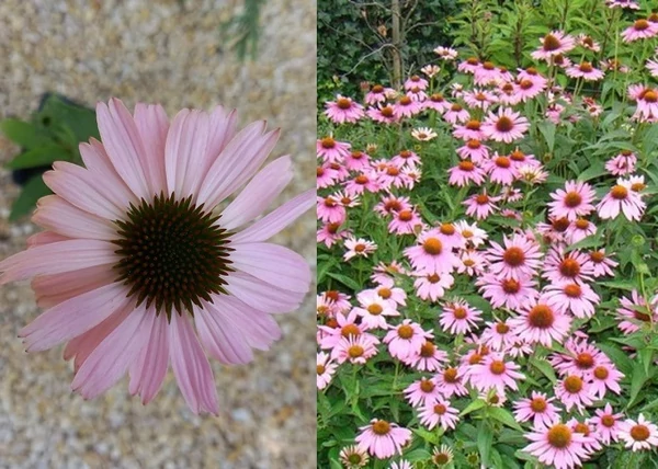 Echinacea purpurea Magnus / Magas kasvirág