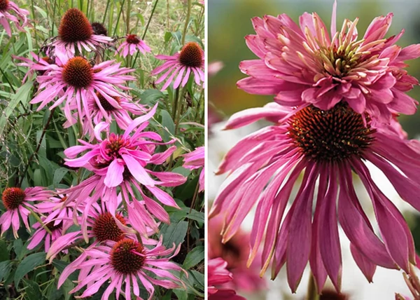 Echinacea purpurea Double Decker / Törpe Bíbor kasvirág dupla rózsaszín