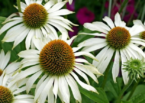 Echinacea purpurea Baby Swan White / Törpe Bíbor kasvirág fehér