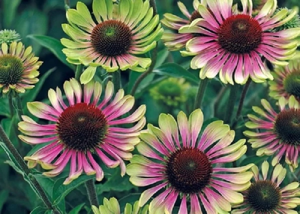 Echinacea purpurea Green Twister / Magas kasvirág