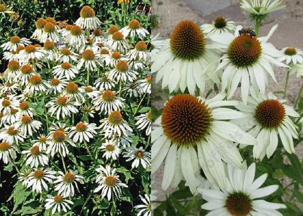 Echinacea purpurea Happy Star / Bíbor kasvirág fehér