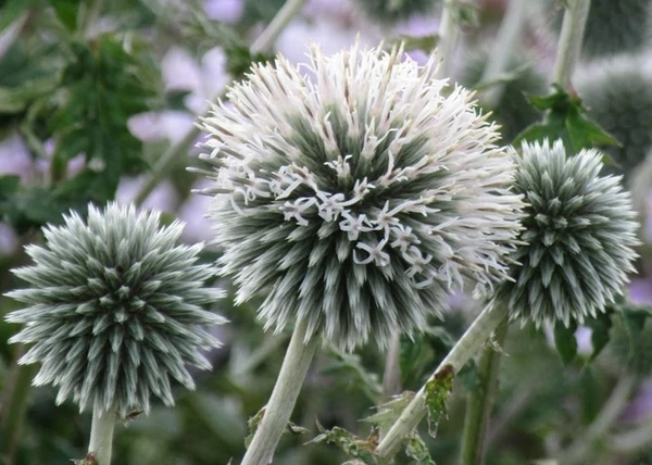 Echinops bannaticus star frost / Szamárkenyér 