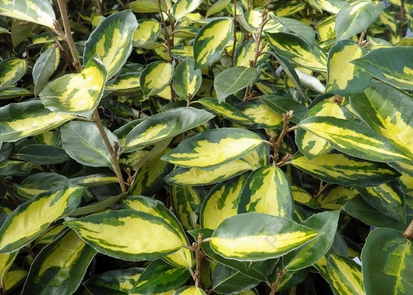 Elaeagnus ebbingei Limelight / Sárga-Tarkalevelű ezüstfa