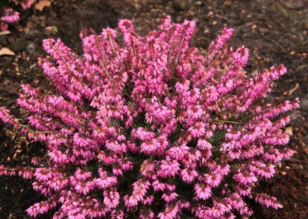 Erica carnea Atrorubra / Alpesi erika Alpesi hanga Mélyrózsaszín