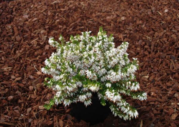 Erica carnea Isabell / Alpesi erika Alpesi hanga Fehér