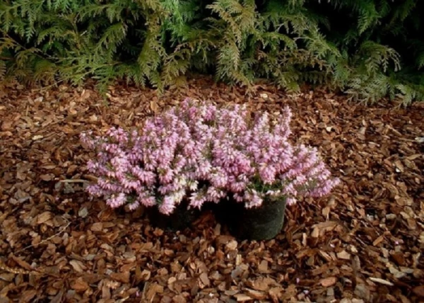 Erica carnea Rosalie / Alpesi erika Alpesi hanga Rózsaszín