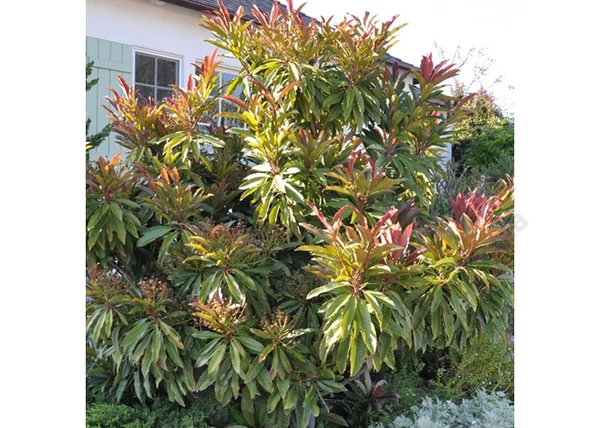 Eriobotrya Coppertone / Japán naspolya