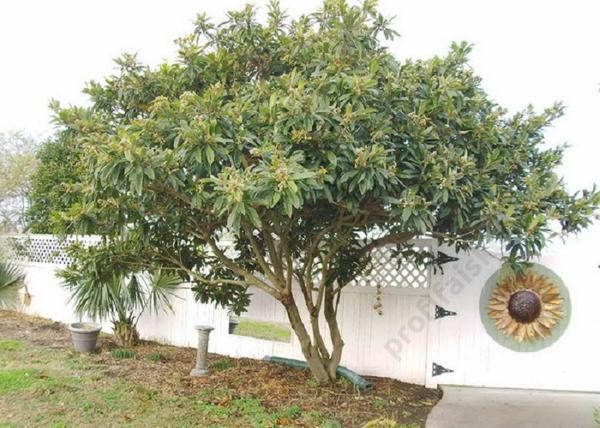Eriobotrya japonica / Japán naspolya