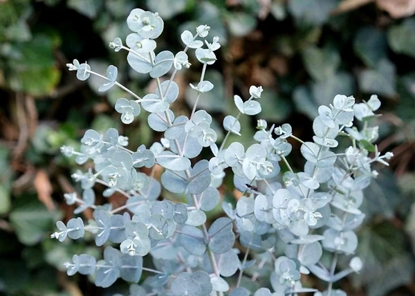 Eucalyptus gunnii Azura / Havasi eukaliptusz Azura