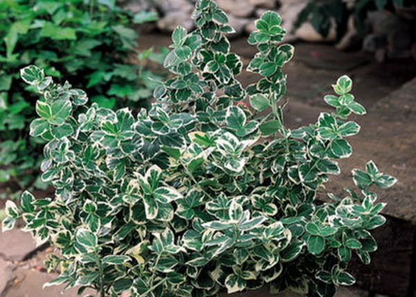 Euonymus fortunei Emerald Gaiety / Fehértarka kúszó kecskerágó