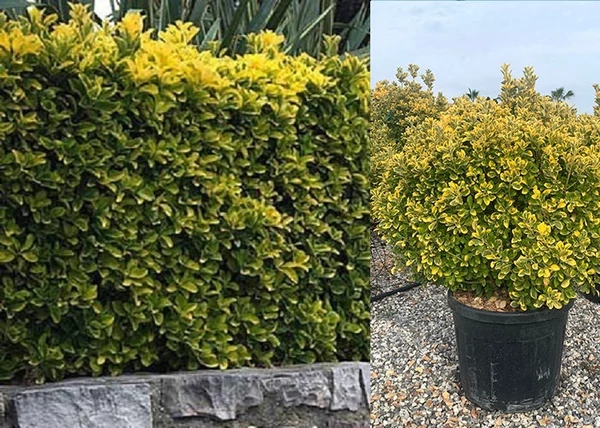 Euonymus japonicus Ovatus Aureus / Sárgatarka Japán kecskerágó