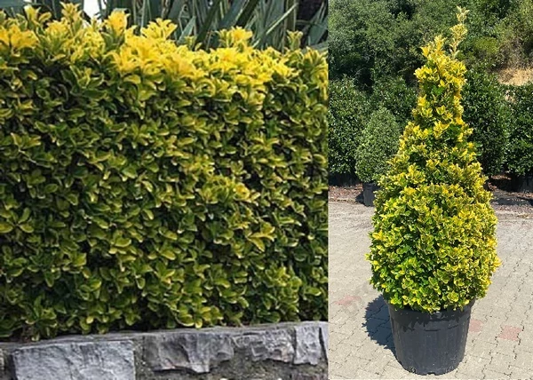 Euonymus japonicus Ovatus Aureus / Sárgatarka Japán kecskerágó