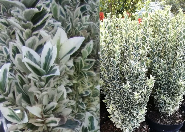 Euonymus japonicus White Spire / Oszlopos fehértarka japán kecskerágó