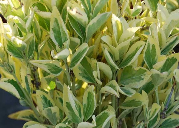 Euonymus japonicus bravo / Fehértarka japán kecskerágó