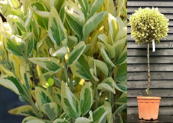 Euonymus japonicus bravo / Fehértarka japán kecskerágó