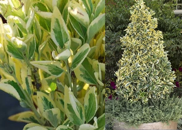 Euonymus japonicus bravo / Fehértarka japán kecskerágó