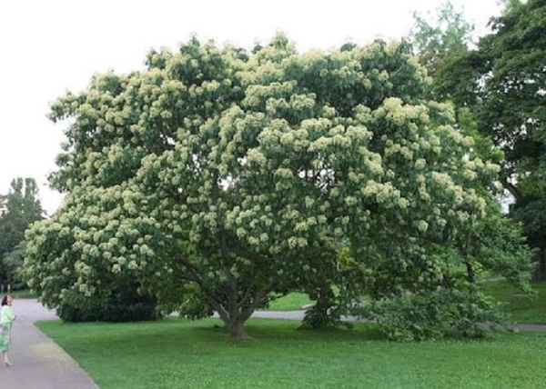Evodia Hupehensis / Koreai Mézfa