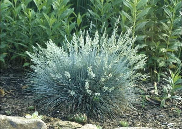 Festuca buddy blue / Ezüst levelű volgai csenkesz