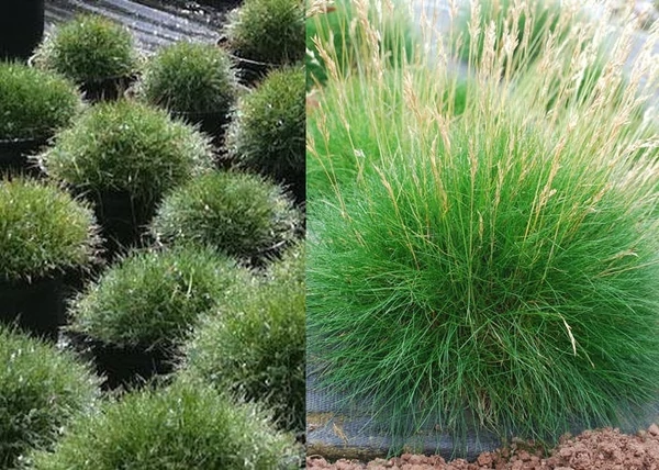 Festuca scoparia Hobbit / Medvecsenkesz