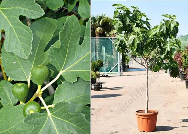 Ficus carica Nana / Füge - Fügefa törpe