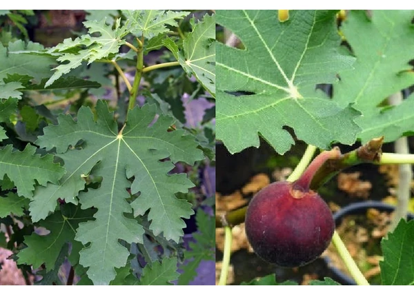 Ficus carica Ice Crystal / Jégkristály Füge - Fügefa