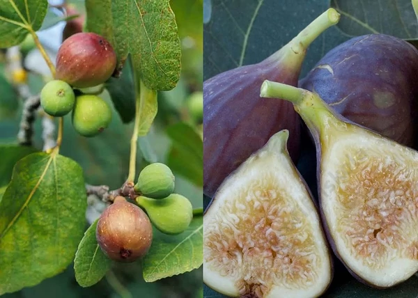 Ficus carica Osborn Prolific / Osborn Füge - Fügefa