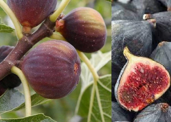 Ficus carica Violette Dauphine / Lila Füge - Fügefa