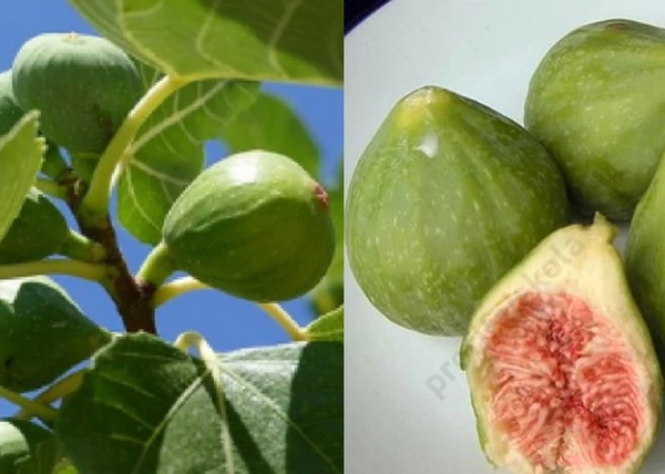Ficus carica dottato / Füge - Fügefa