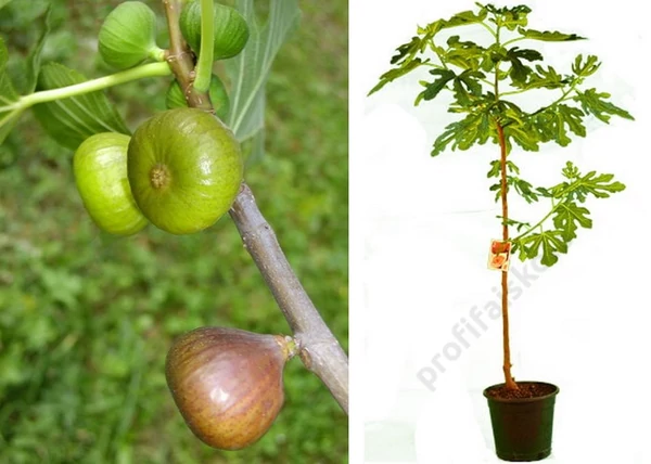 Ficus carica dottato / Füge - Fügefa