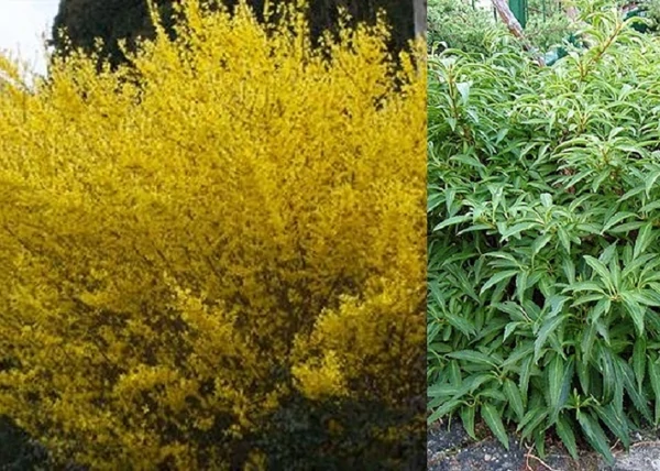 Forsythia viridissima Weber's Bronx / Törpe aranyvessző
