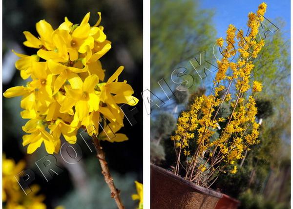 Forsythia x intermedia Lynwood / Aranyvessző