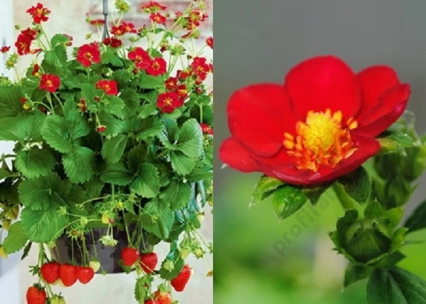 Fragaria hybrid Ruby Ann F1 / Díszszamóca