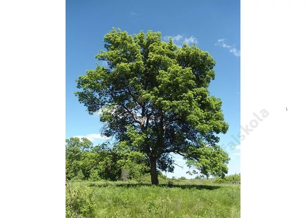 Fraxinus angustifolia / Magyar kőris