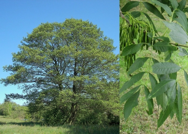Fraxinus angustifolia subsp. pannonica / Magyar kőris