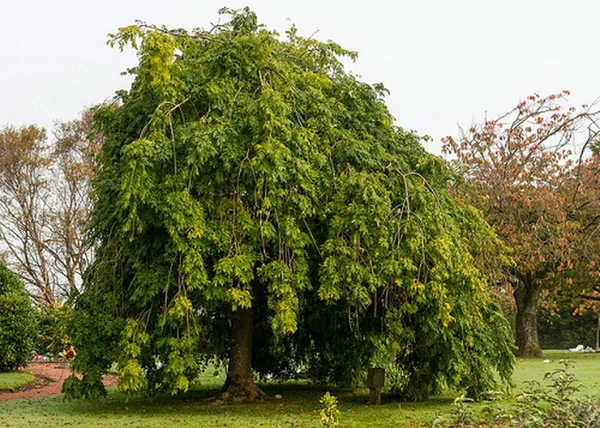 Fraxinus excelsior Heterophylla Pendula / Csüngő koronájú