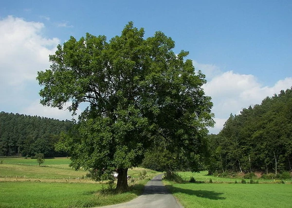 Fraxinus excelsior / Magas kőris