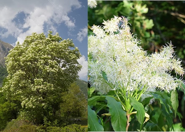 Fraxinus ornus / Virágos kőris